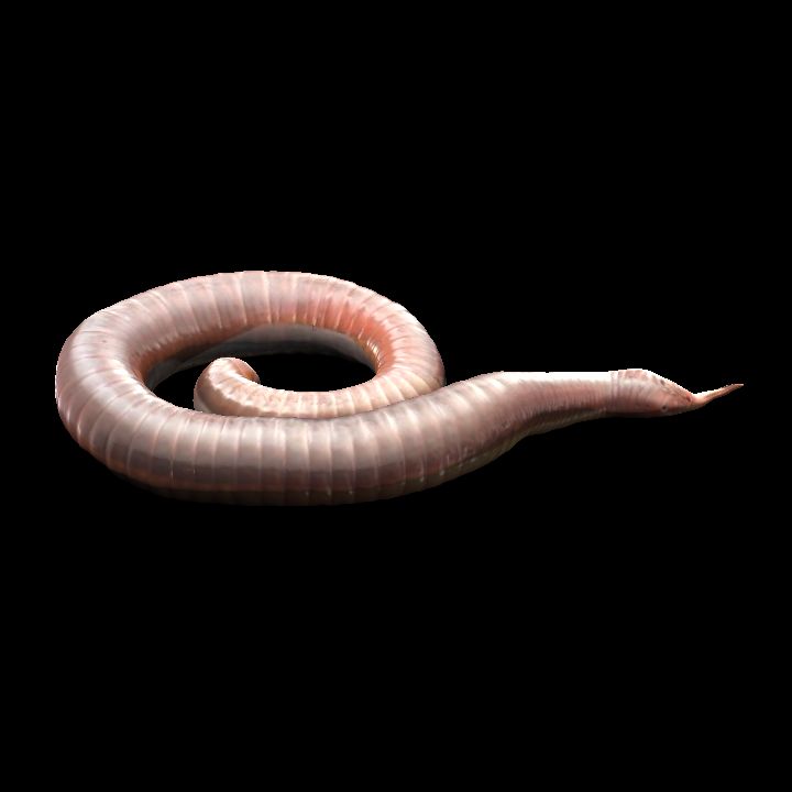 Giant earthworm