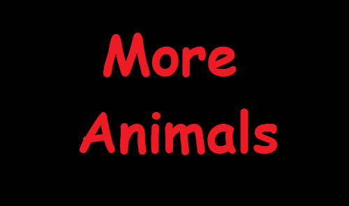 More Animals
