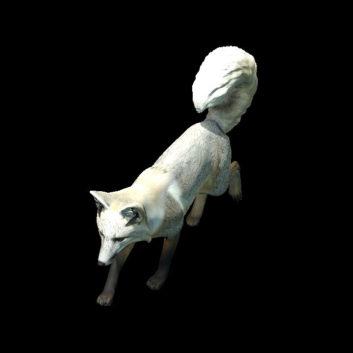 Arctic Fox