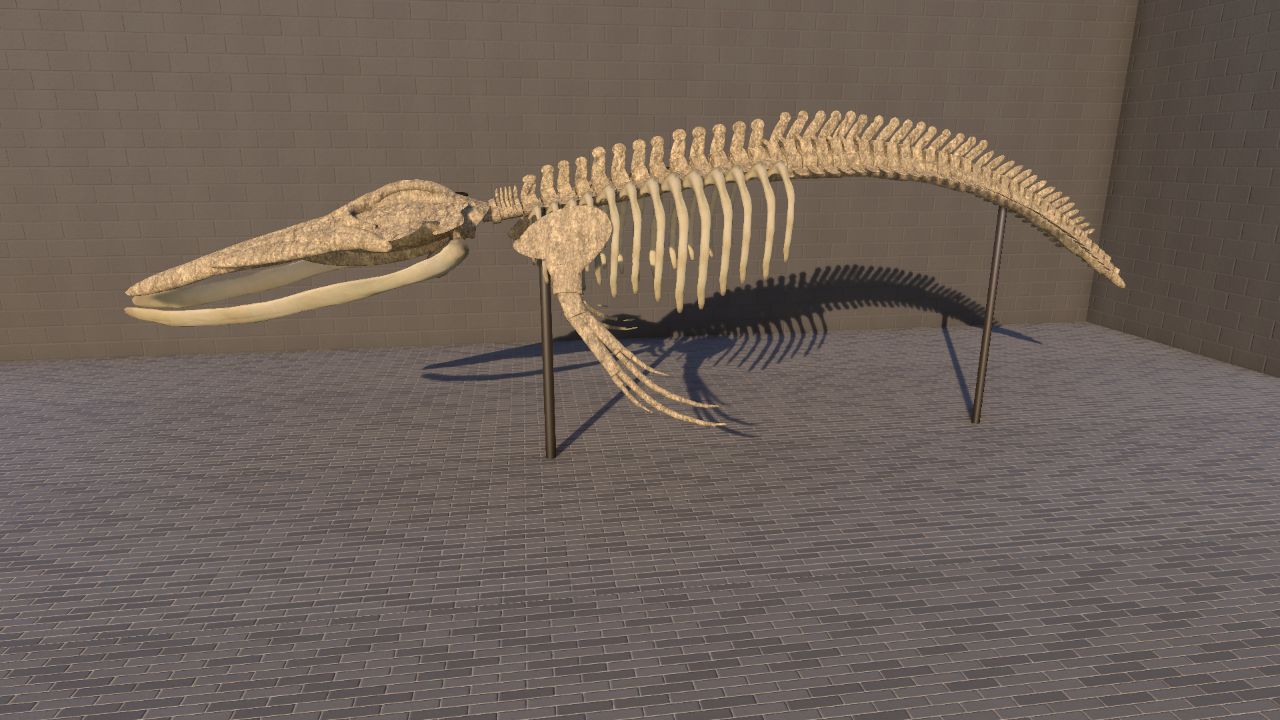 Humpback Whale (Megaptera novaeangliae) Skeleton