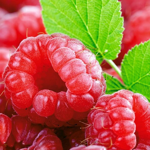 Raspberry's 2Dot NQS Smallflicks