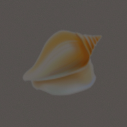 Seashell 2 Cutout