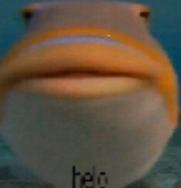 helo