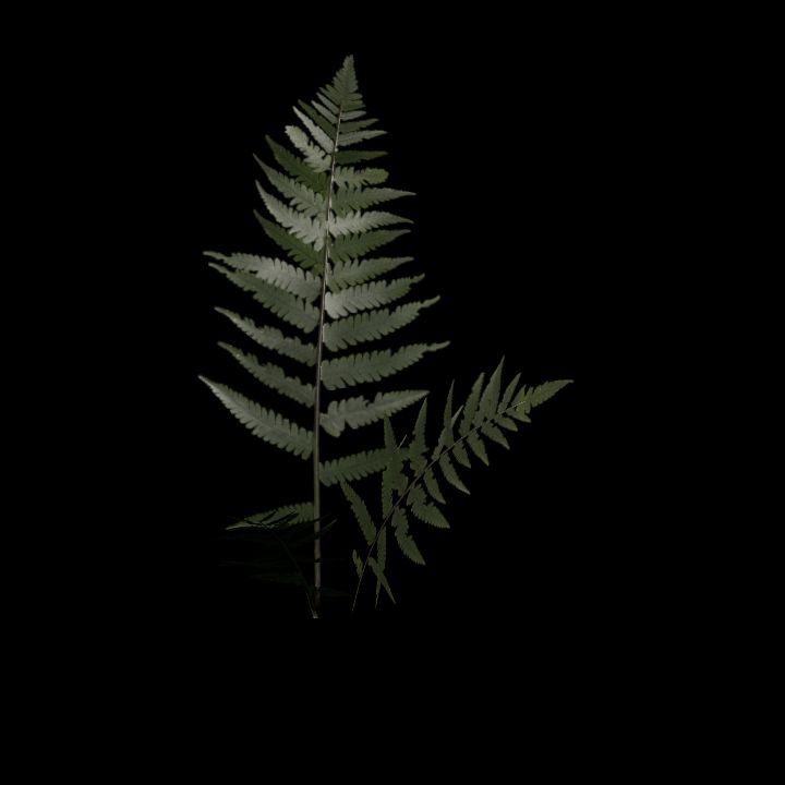 Nature, Plant, Fern 4