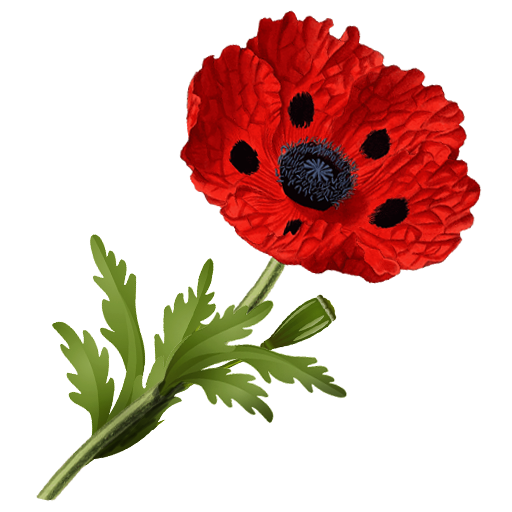Mohnblume