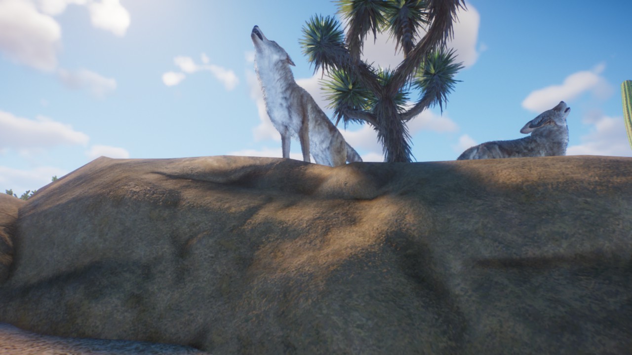 coyote diorima preview