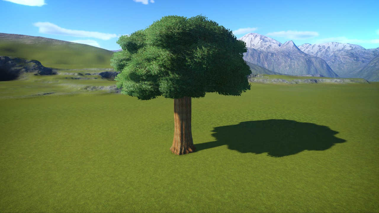 massive sequoia