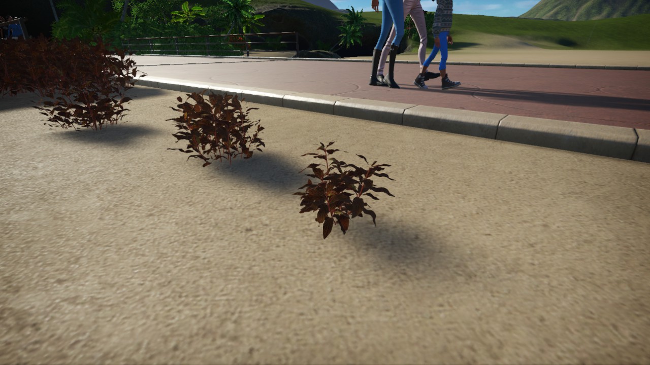 Alternanthera_reineckii-05