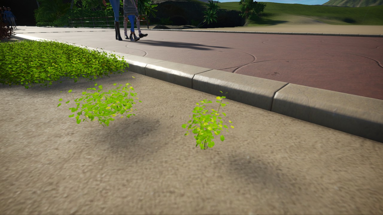 Cardamine_lyrata_02