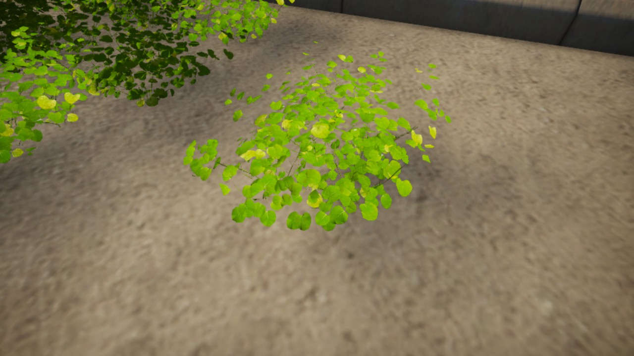 Cardamine_lyrata_03
