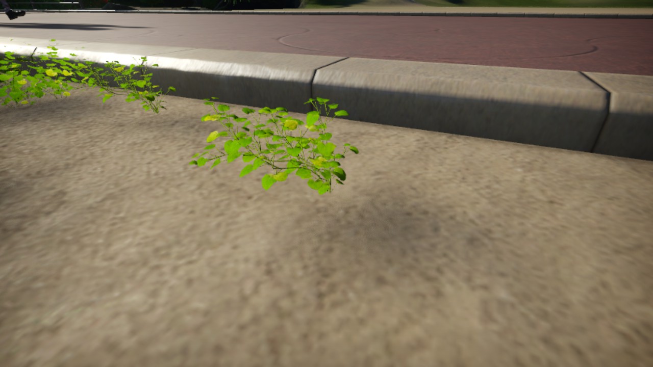 Cardamine_lyrata_04