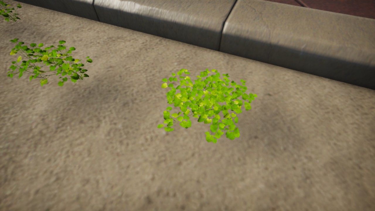 Cardamine_lyrata_05