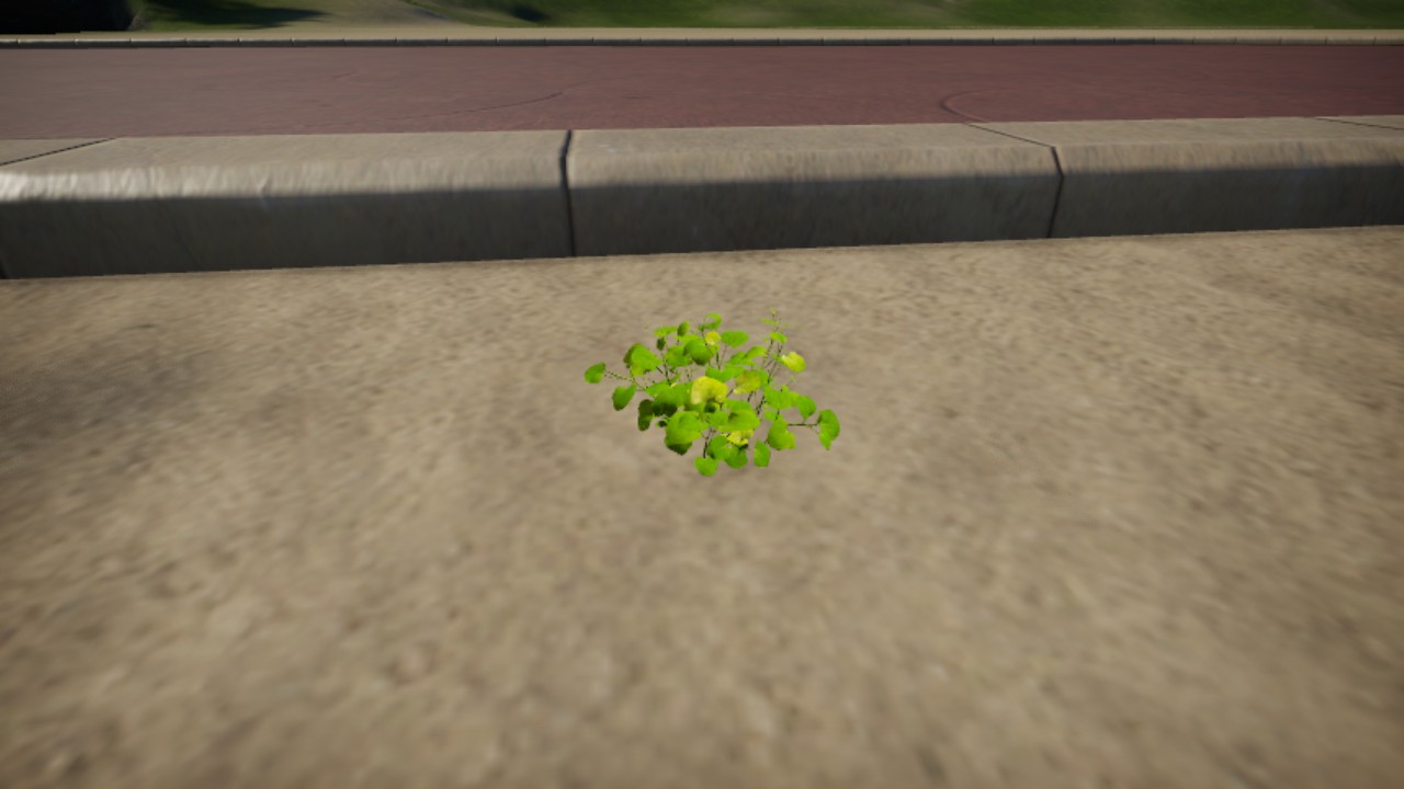 Cardamine_lyrata_06