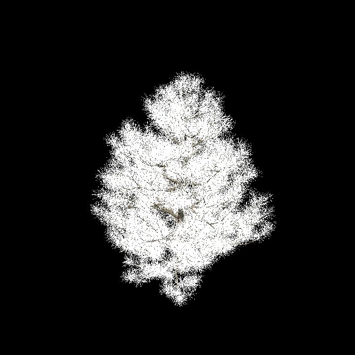 Glowing Pine_3
