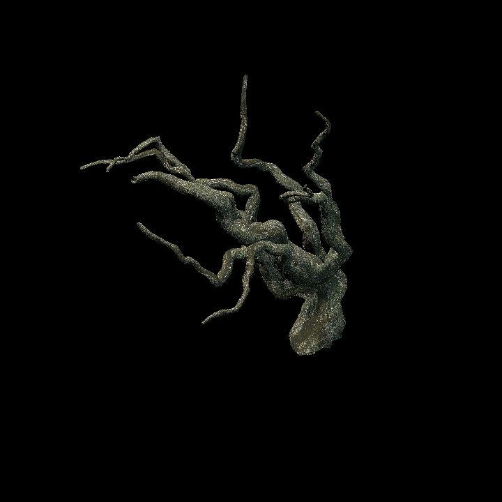 Nature, Tree, Oak, Bare 4