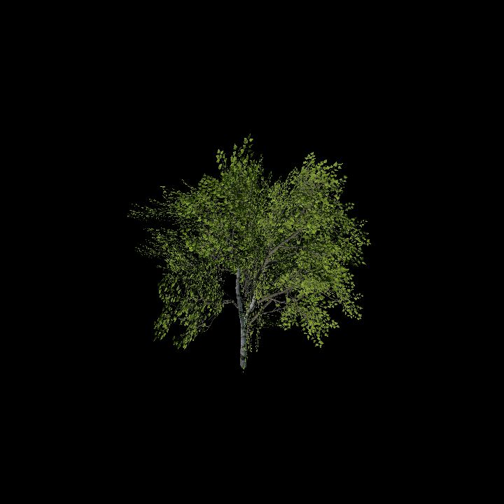 Nature, Tree 18