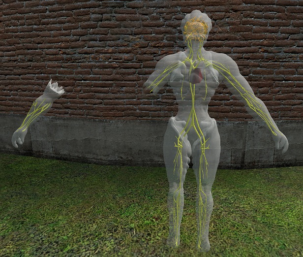 Model: Cellfolk male injury 1