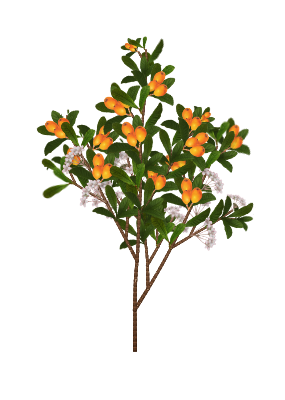 Gold Nugget Loquat tree