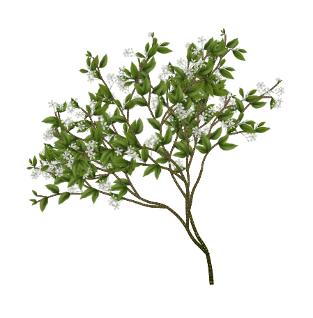 Star Jasmine vine