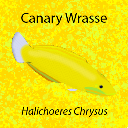 Canary Wrasse
