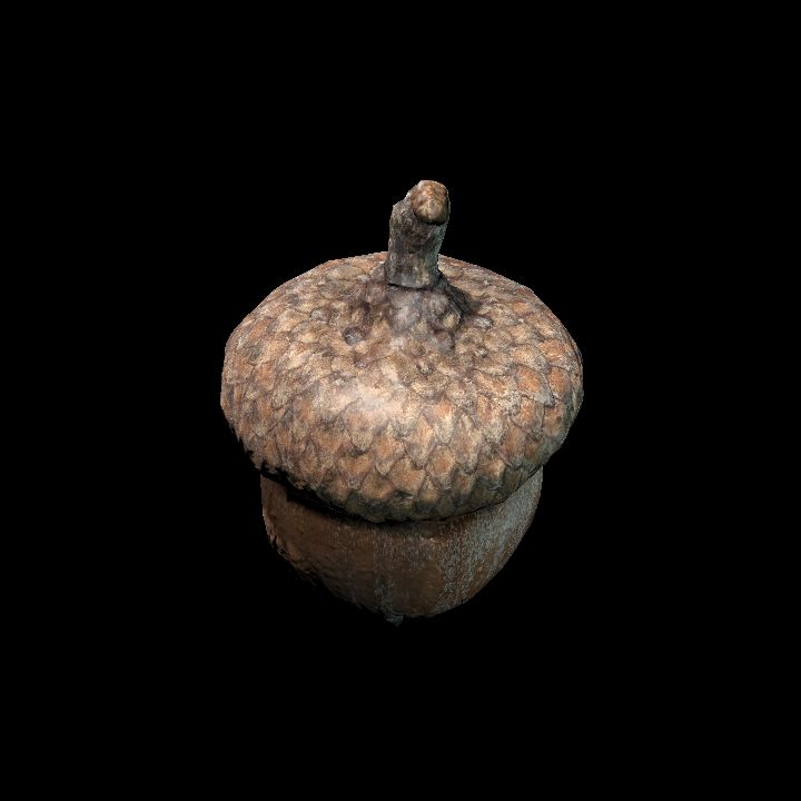 Acorn