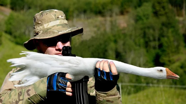 Goosegun (Continued)