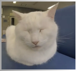Worlds Fastest Cat preview