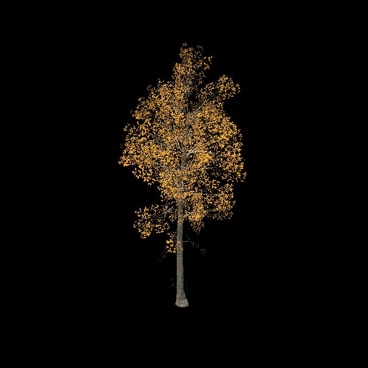 Nature, Tree, Fall 3