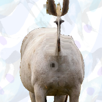 Hoooooorse