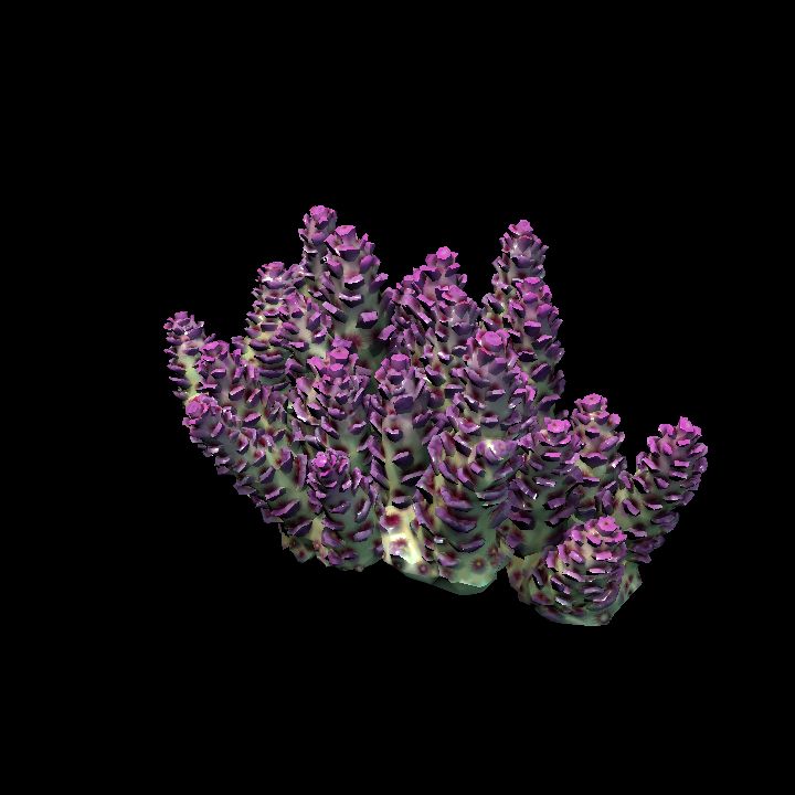DA_Coral3_3a