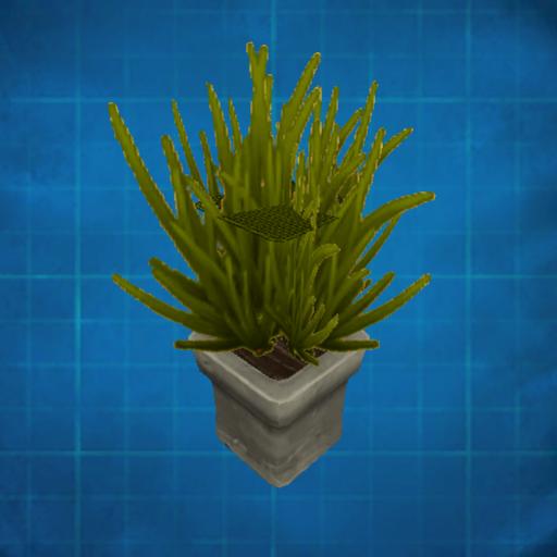 Small cypress in a pot
