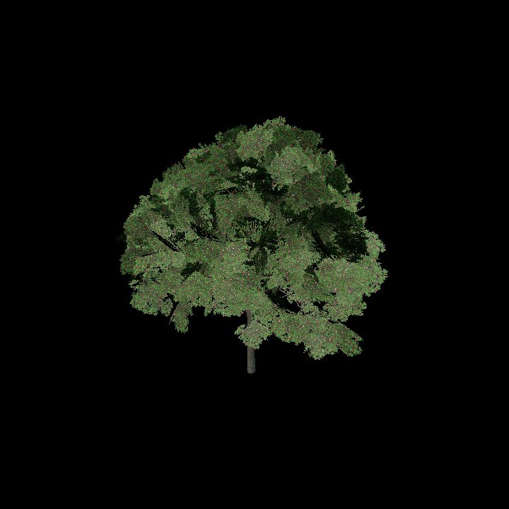 Nature, Tree 2