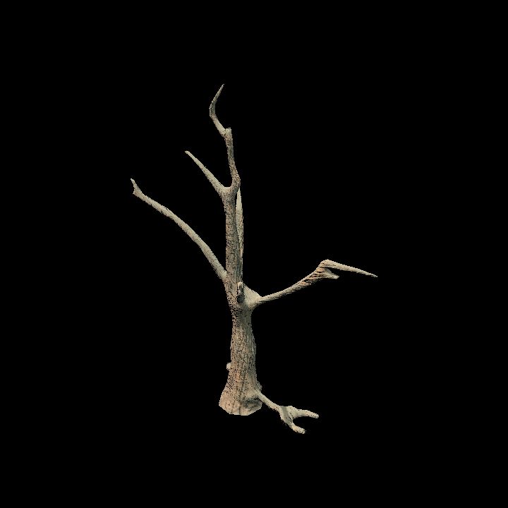 Nature, Tree, Bare 11