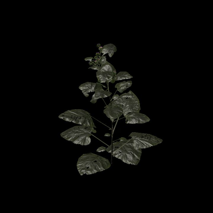 Nature, Plant, Greater Burdock 3
