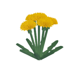 Dandelions