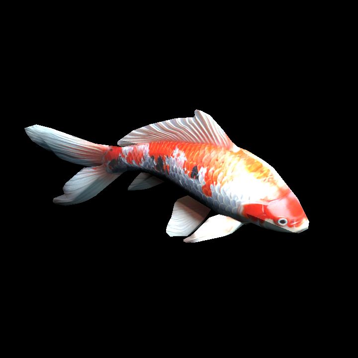Koi fish 01 - animated