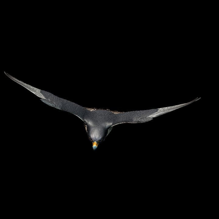 Falcon