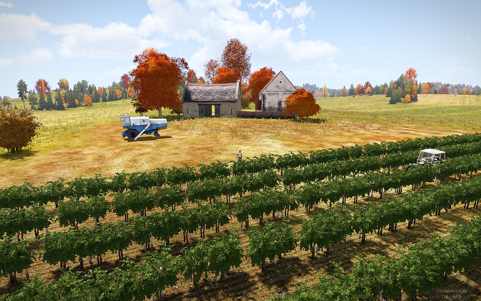 Vineyard