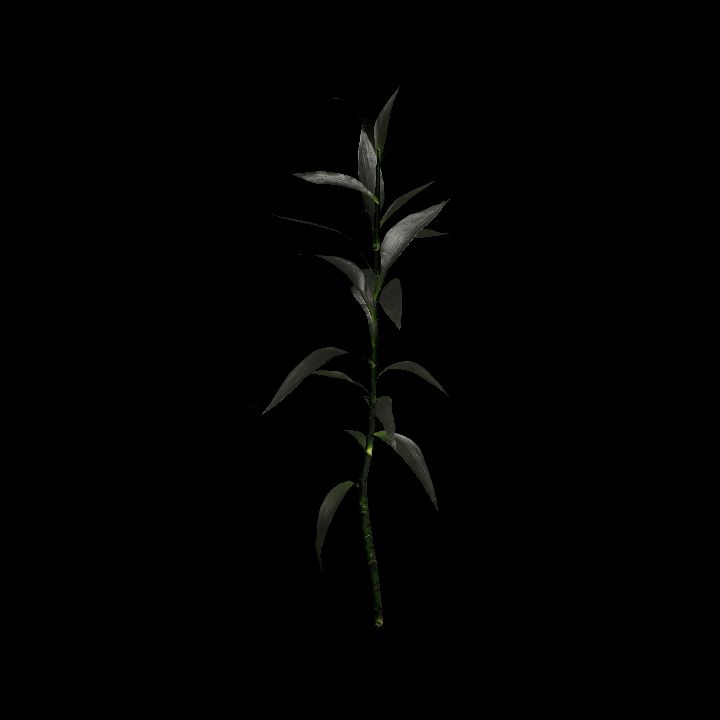 Nature, Plant, Bamboo 5