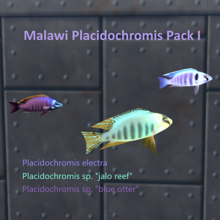 Malawi Placidochromis Pack I
