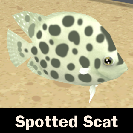 Spotted Scat
