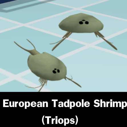 European Tadpole Shrimp