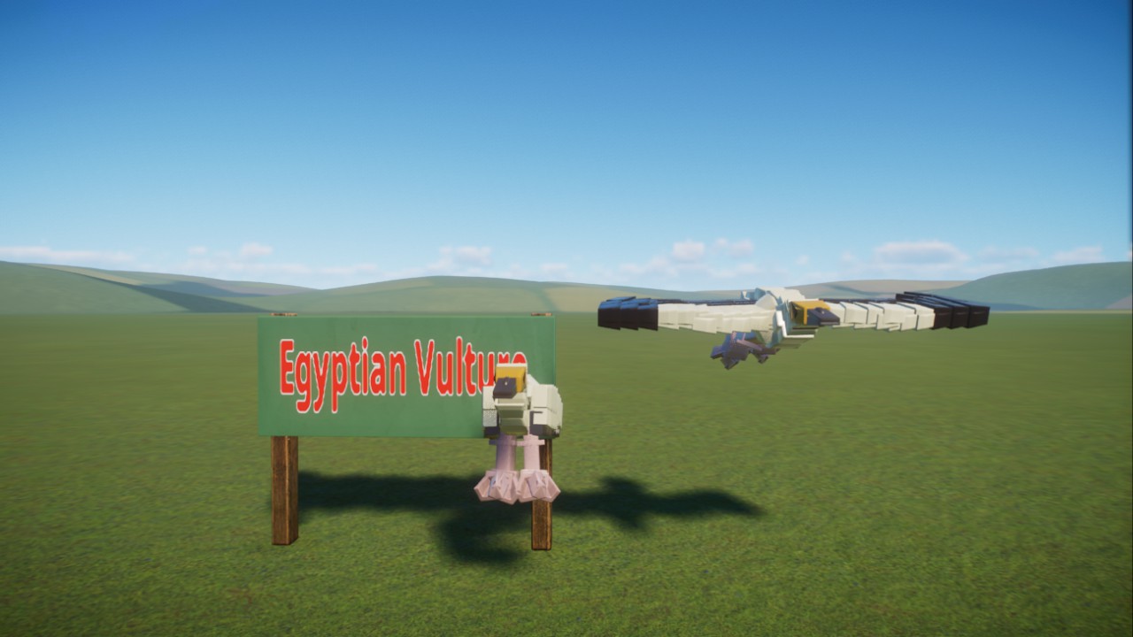 Dark's:Egyptian Vulture