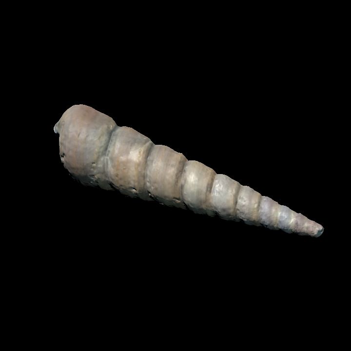 Seashell conical