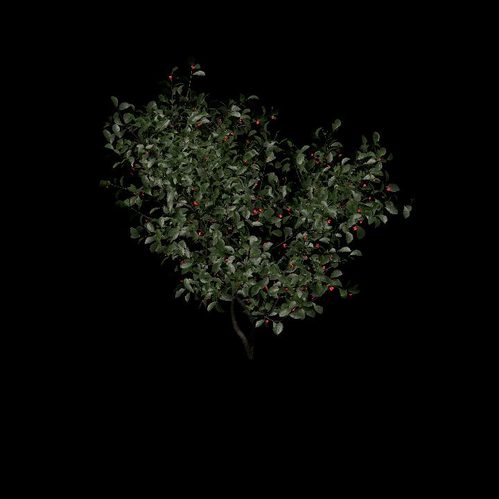 Nature, Plant, European Spindle 6