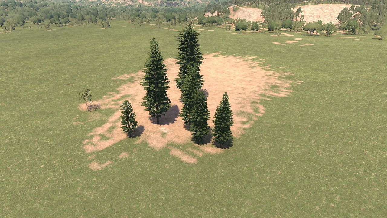 Araucaria