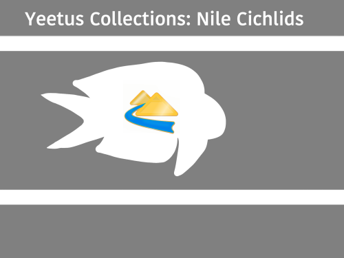 Yeetus Collections - Nile Cichlids