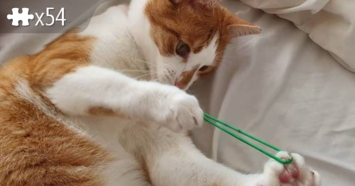 Cat games