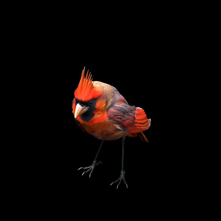 Northern Cardinal 2