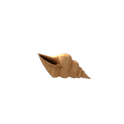 Conch Shell